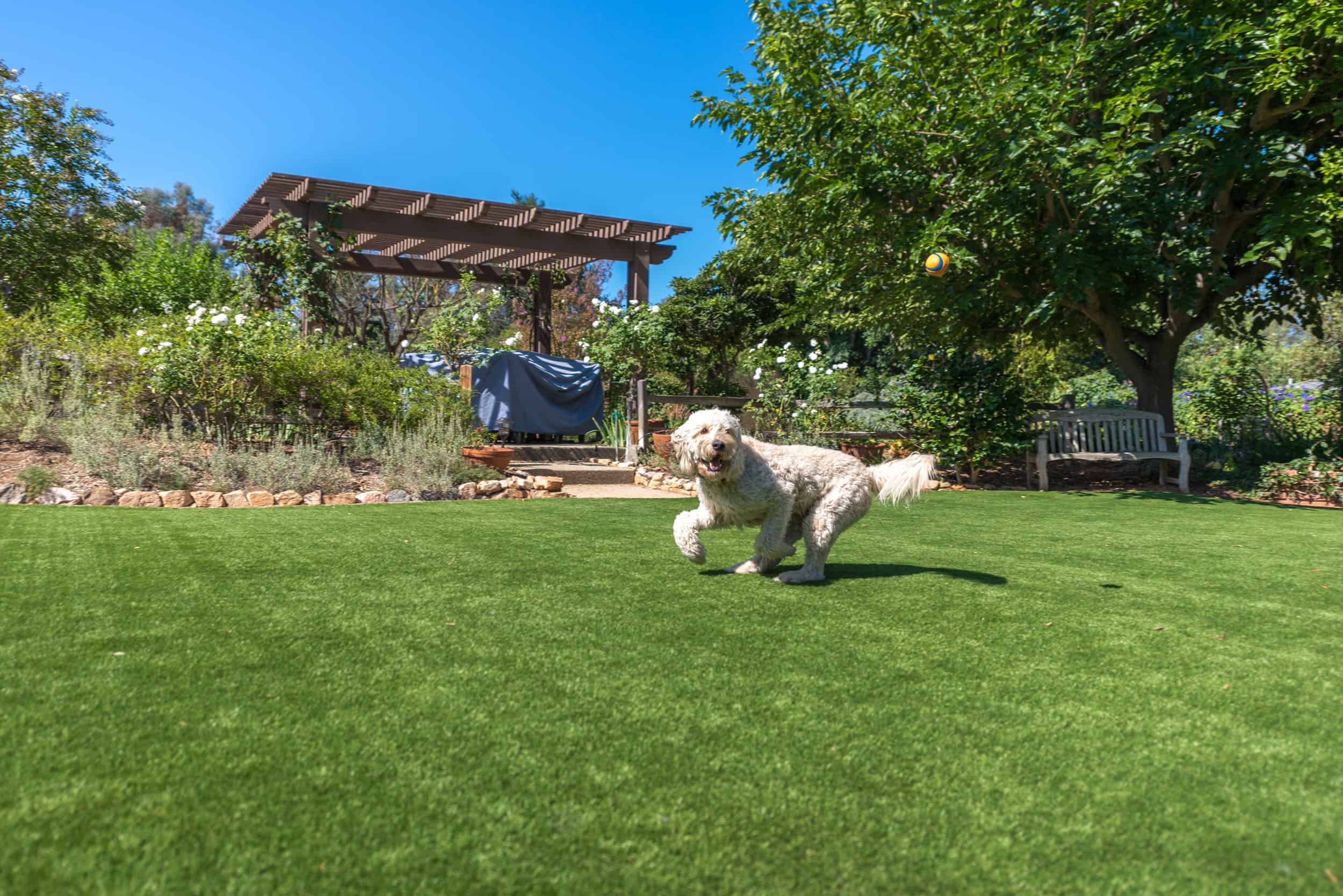 astro turf for dogs learn the benefits of artificial turf for dogs astro turf for dogs learn the benefits of artificial turf for dogs