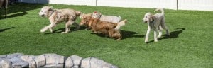 Artificial Grass for Dogs aslowas99dollarspermonth,artificialgrass,tampabay,alternascapes,Sarasota,fl,puttinggreen,private,syntheticturf,artificialturf,syntheticgrass,fakegrass,residential,affordable,free estimate,happyclient,testimonials,backyardparadise,backyardoasis artificial dog grass, artificial grass, artificial lawn, astro turf, canine turf, fake grass, fake lawn, faux grass, field turf, lawn, pet turf, plastic grass, synthetic dog turf, synthetic lawn, synthetic turf, dog run, dog grass, happy pet owner, happy dog owner, playgrounds, playground surfacing, schools, day care centers, child care centers, theme parks, amusement parks, family fun, Disney, Disney theme parks, central park at Disney. 
