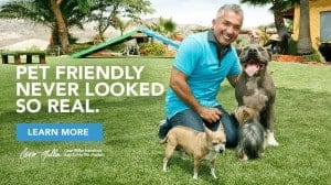 astro turf for dogs backyards just got better cesar millan introduces easyturf for pet owners artificial turf caesar dog friendly synthetic grass astro turf for dogs backyards just got better cesar millan introduces easyturf for pet owners artificial turf caesar dog friendly synthetic grass