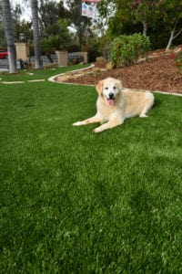 artificial grass for dogs Artificial Grass for Dogs