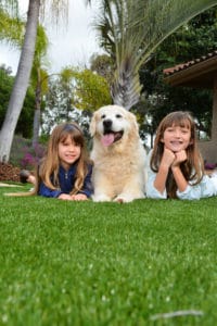 artificial turf for dogs artificial turf for dogs
